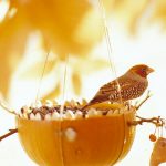 Pumpkin Bird Feeder
