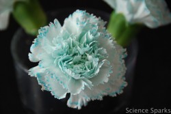 Changing Color Flowers