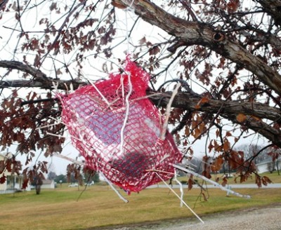 Bird Nest Kits