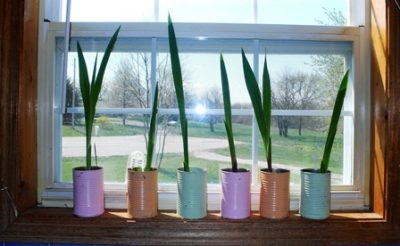 Tin Can Planter