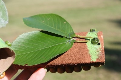 Cardboard Tube Singing Cicadas