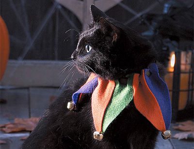 Cat Jester Collar