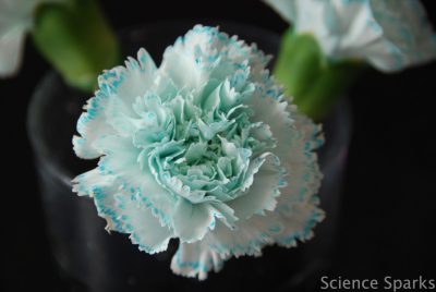 Changing Color Flowers