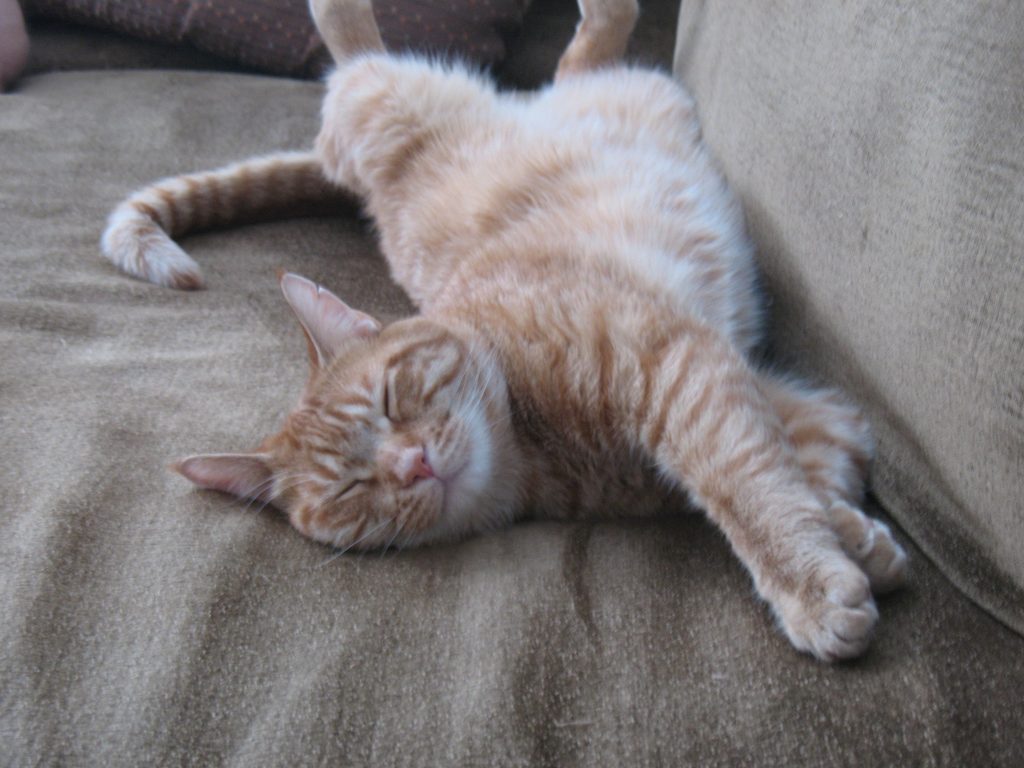 Comfort Zone® with Feliway® for Cats Fun Family Crafts