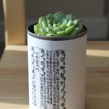 Tin Can Succulent Planters