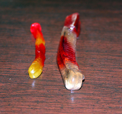 gummy worm osmosis experiment