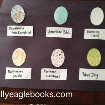 Backyard Bird Egg Display