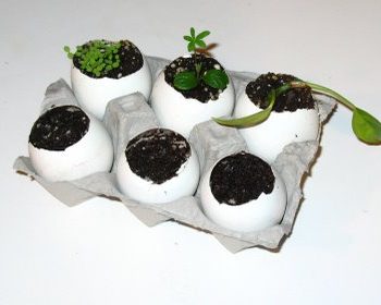 Eggshell Planters