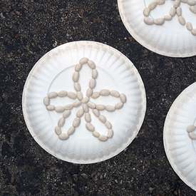 Paper Plate Sand Dollars
