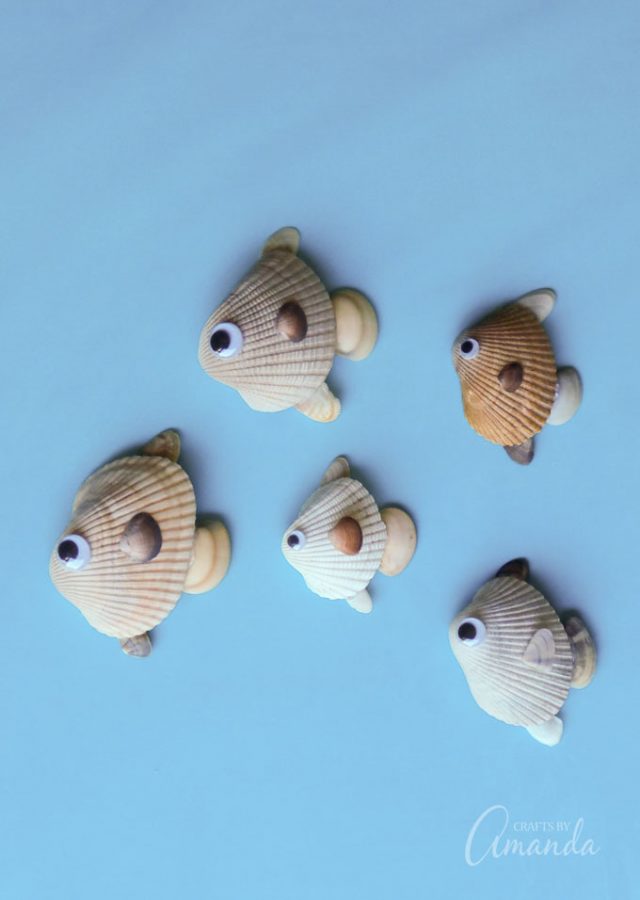 seashell fish