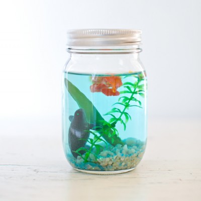 Make a Mason Jar Aquarium