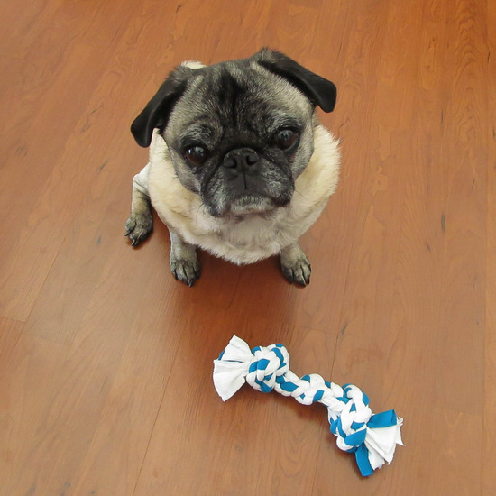 dog Archives | Fun Family Crafts