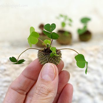 Acorn Cap Flowerpot