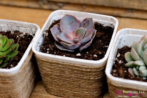 THIS DIY SUCCULENT PROJECT HONORS HEALTH, MOM, AND MOTHER EARTH