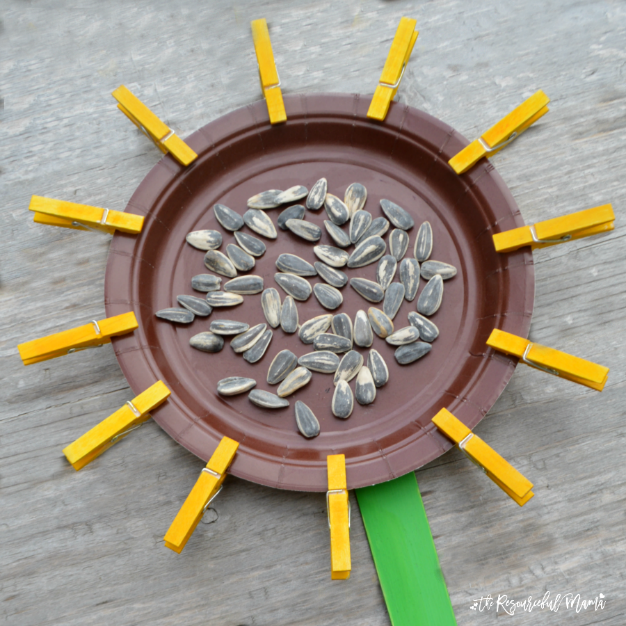 This paper plate sunflower is a great craft for kids to make in late summer and early fall. Kids will build and stregthen their fine motor skills as they open and close the sunflower petal clothespins.