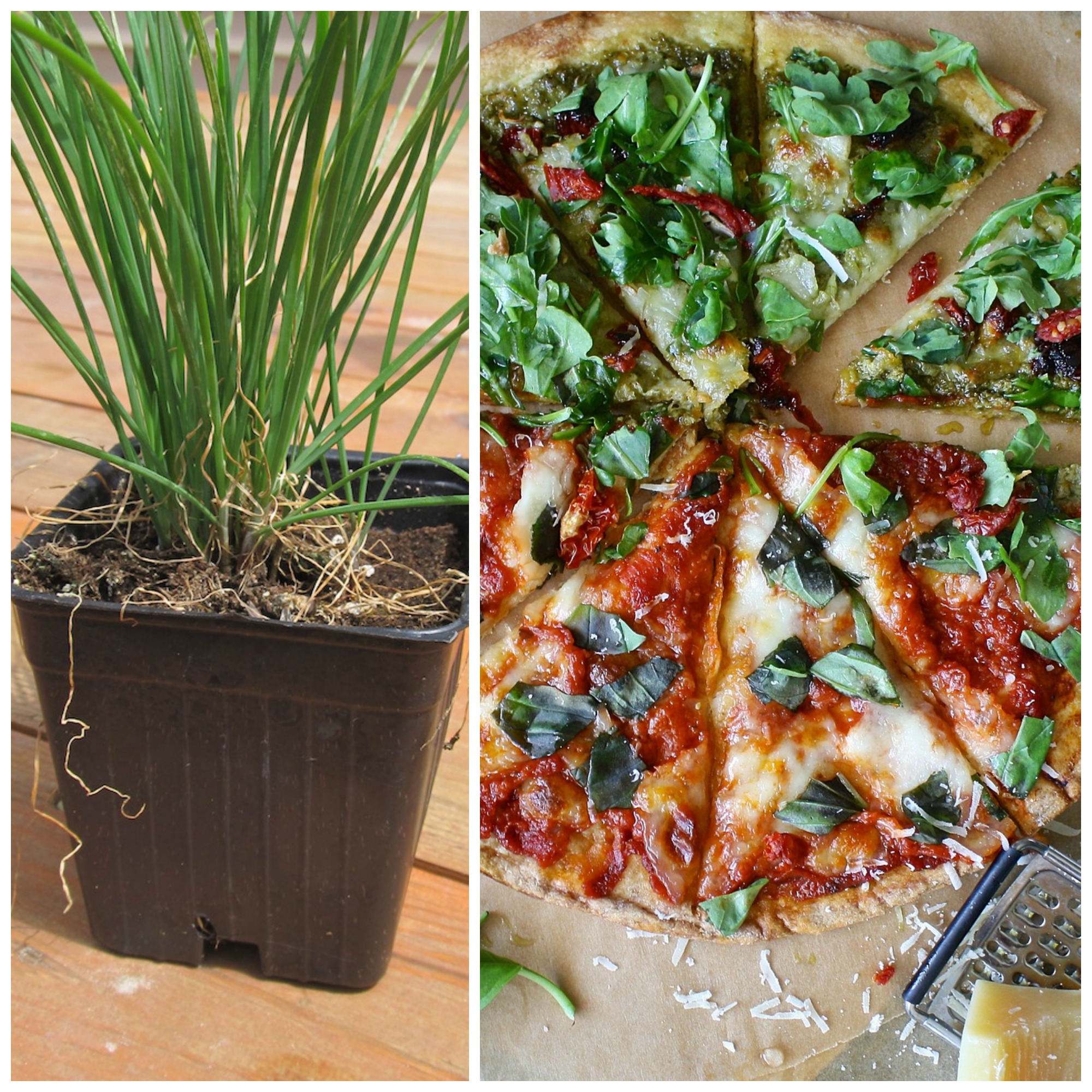 Pizza Herb Garden Fun Family Crafts
